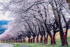 丸山大橋の桜202304-2